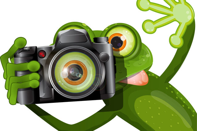 grenouille qui prend une photo